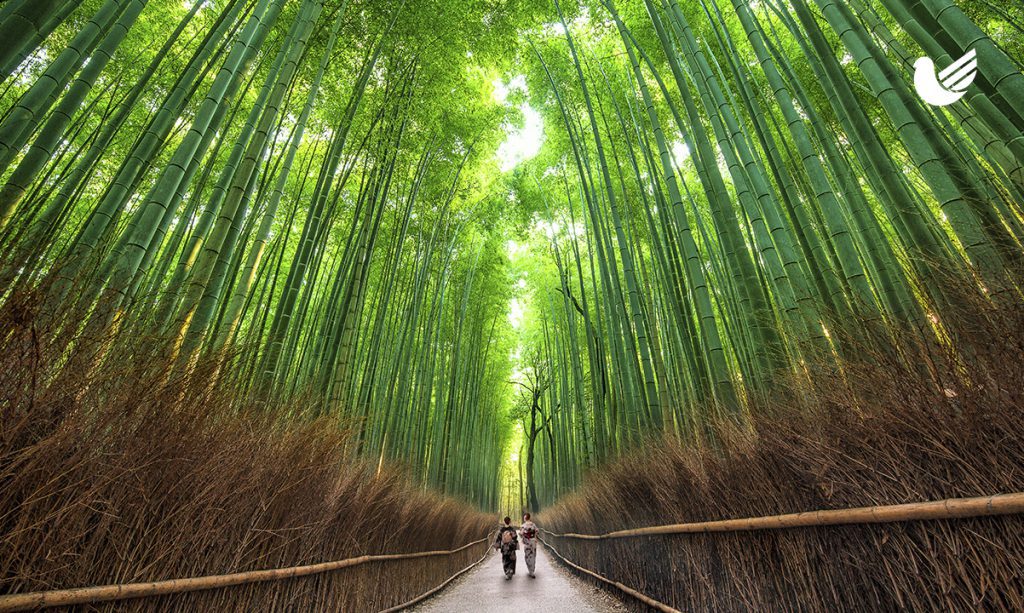 Bosque de Bambú