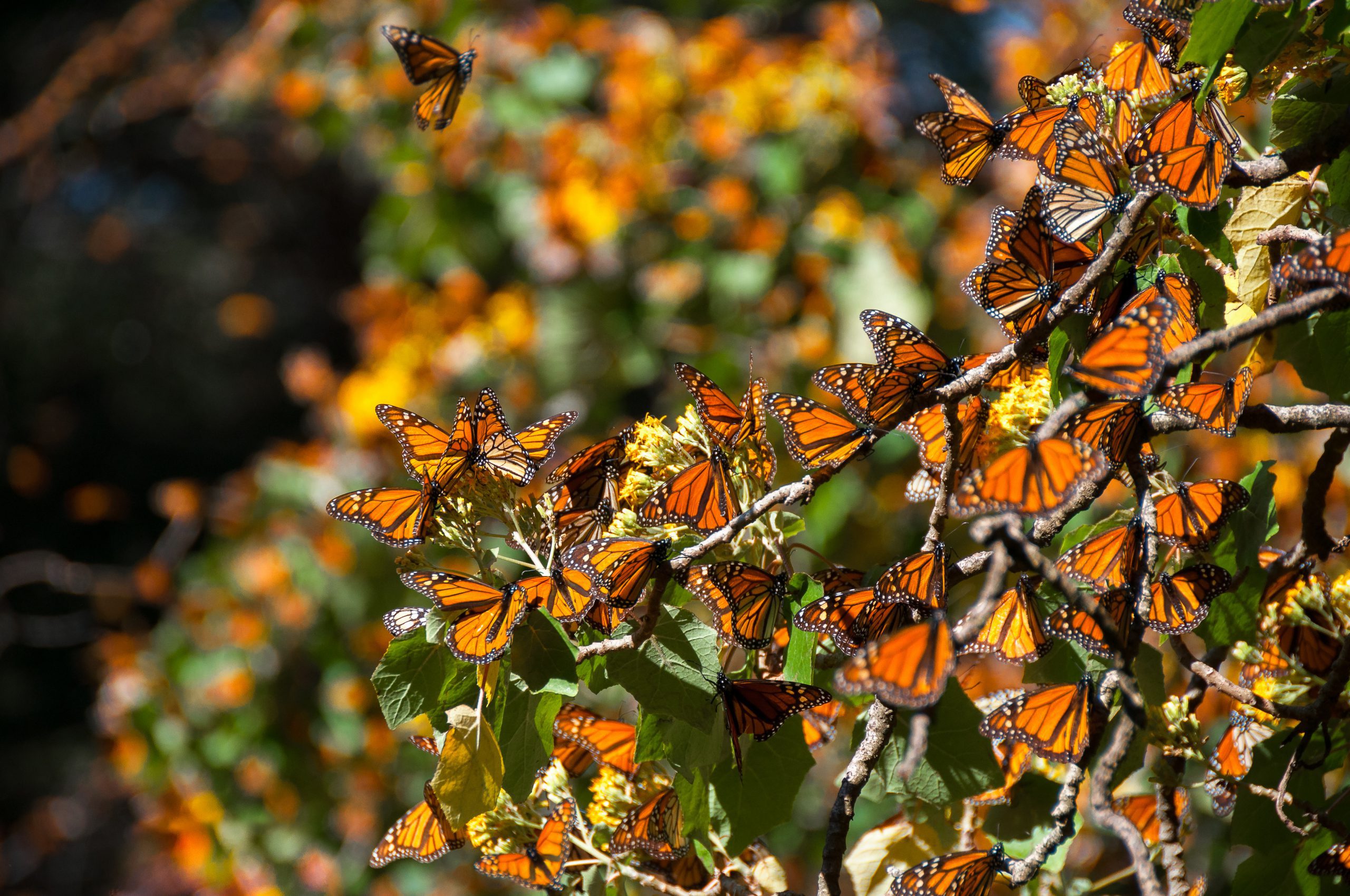 Temporada de Mariposa Monarca 2024 Juliá Tours México Juliá Tours México