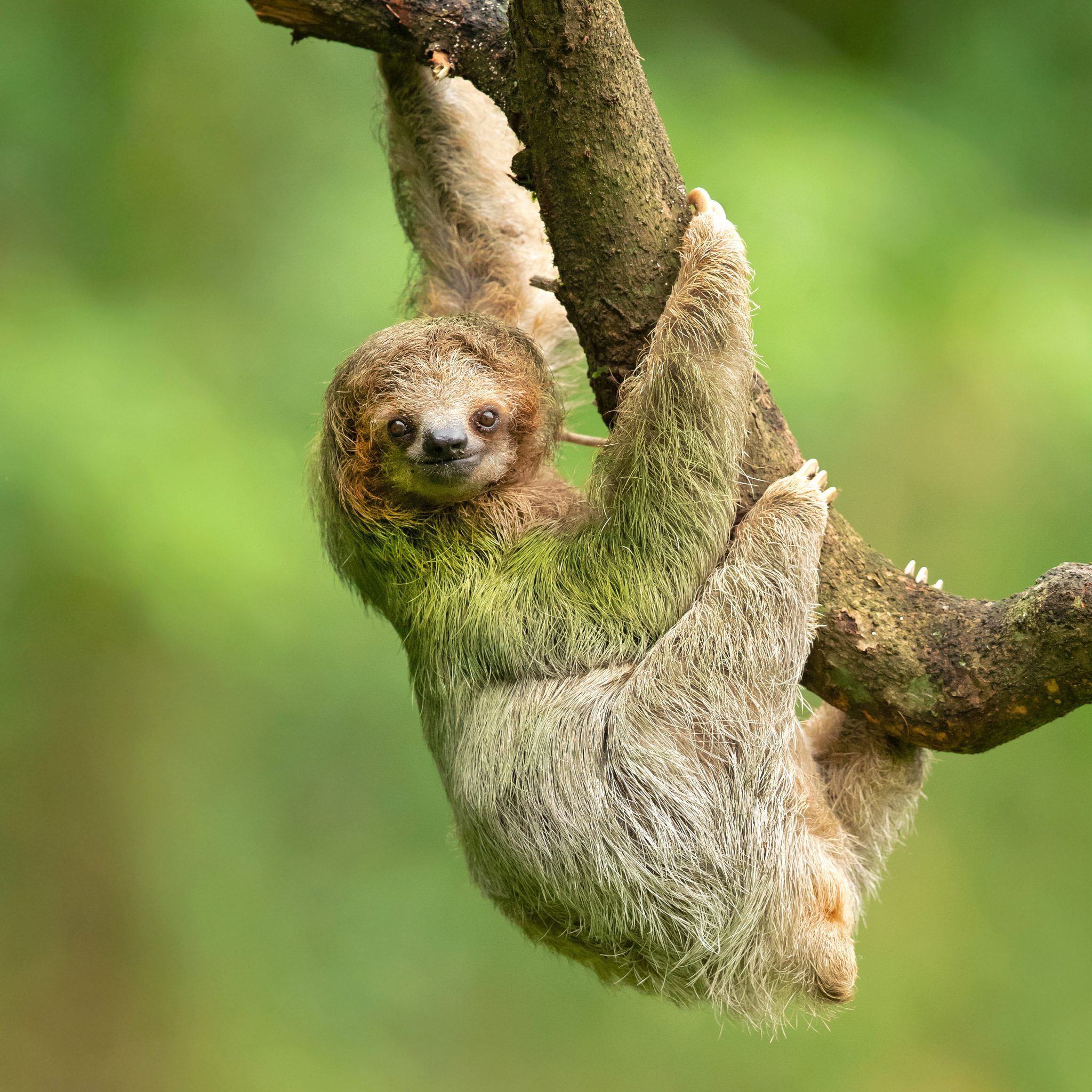 Brown-throated sloth (Bradypus variegatus) is a species of three